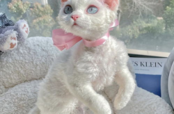 德文卷毛猫,卷毛猫的独特魅力